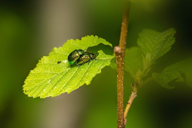 pest-640x480-40205974.jpeg