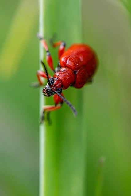 pest-640x480-45450984.jpeg