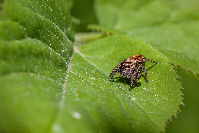 pest-640x480-57791569.jpeg
