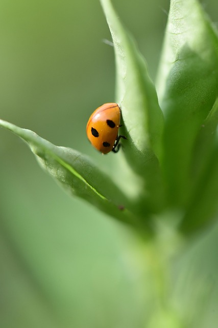 Mastering Pest Prevention: Integrate, Implement, Optimize for Sustainable Results