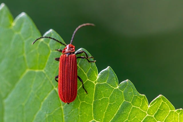 pest-640x480-63629090.jpeg
