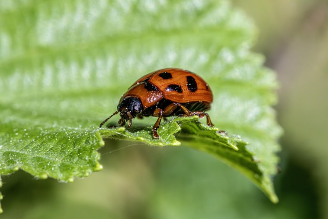 Sustainable Residential Pest Control: Mastering Integrated Management