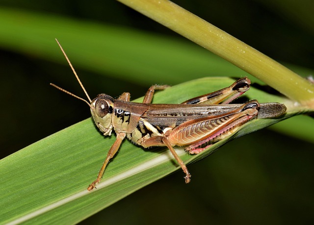 pest-640x480-68766437.jpeg
