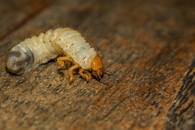 pest-640x480-71660062.jpeg
