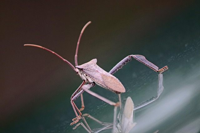 Humanely Managing Urban Pests: Innovative Cockroach Treatment Strategies