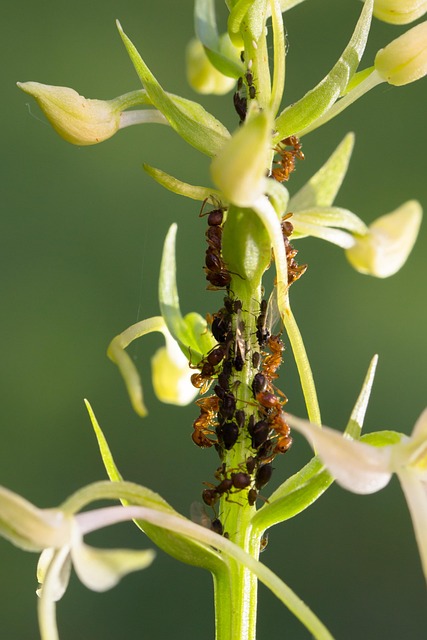 pest-640x480-90906358.jpeg