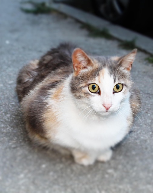 Pet Care Professionals: The Rise of Sit, Walk, Love Services