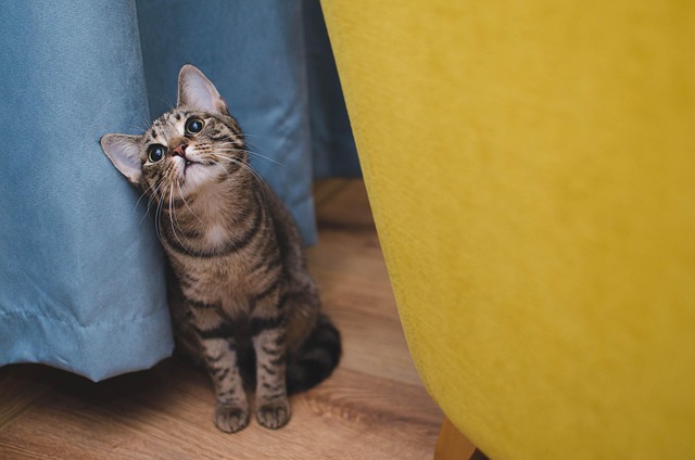 pet-sitting-640x480-40864853.jpeg