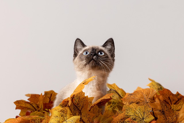 pet-sitting-640x480-89222098.jpeg