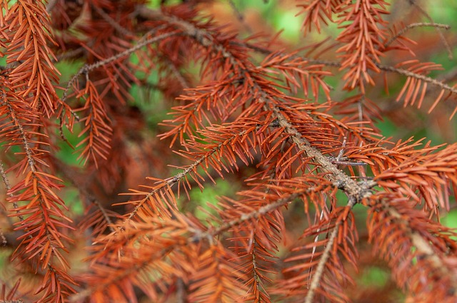 Year-Round Plant Care: Optimizing Fertilization for Healthy Growth