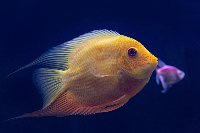 planted-aquarium-design-640x480-10872365.jpeg