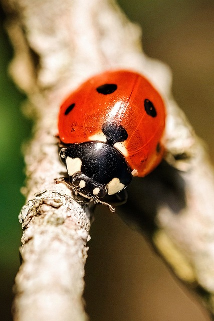 powderpost-beetle-640x480-48201648.jpeg