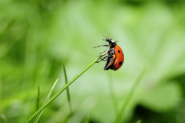 powderpost-beetle-640x480-88557711.jpeg
