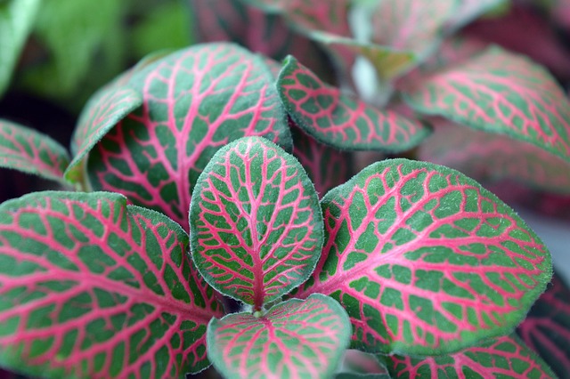 Long-Term Plant Care: Rotating for Vibrant, Healthy Green Spaces