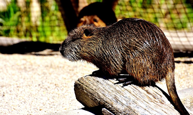 rat-640x480-56968198.jpeg