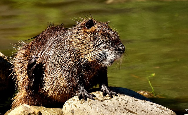 rat-640x480-72490620.jpeg