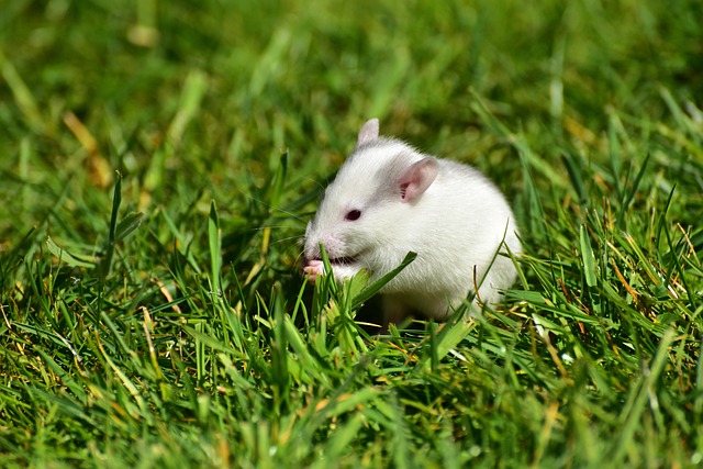 rat-640x480-73676208.jpeg