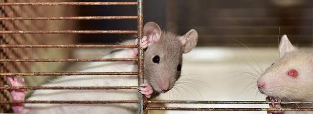 rat-640x480-75221934.jpeg