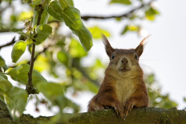 rodent-640x480-16931777.jpeg