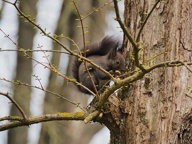rodent-640x480-22021778.jpeg