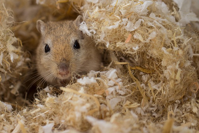 rodent-640x480-5919332.jpeg