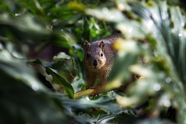 rodent-640x480-71617039.jpeg