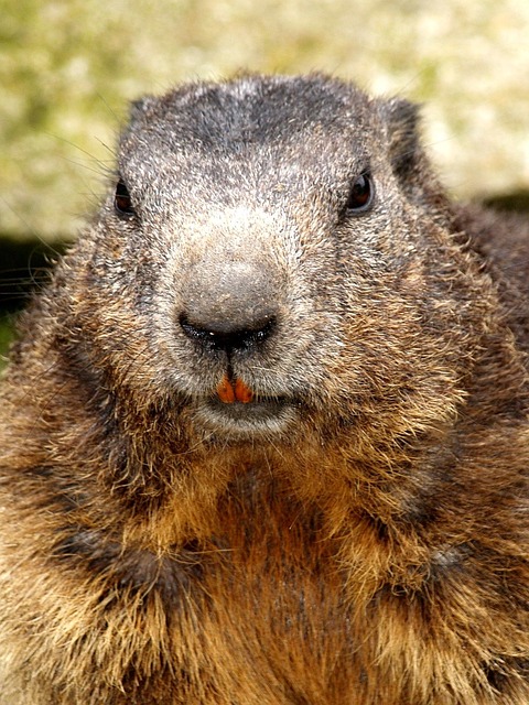 rodent-640x480-76344642.jpeg