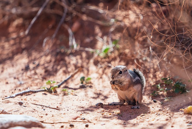 rodent-640x480-92604831.jpeg