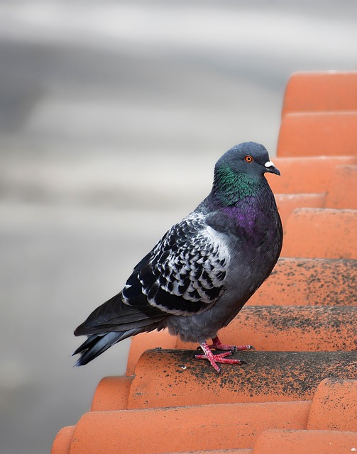Spray Polyurethane Foam: Efficient Roof Leak Prevention Solution