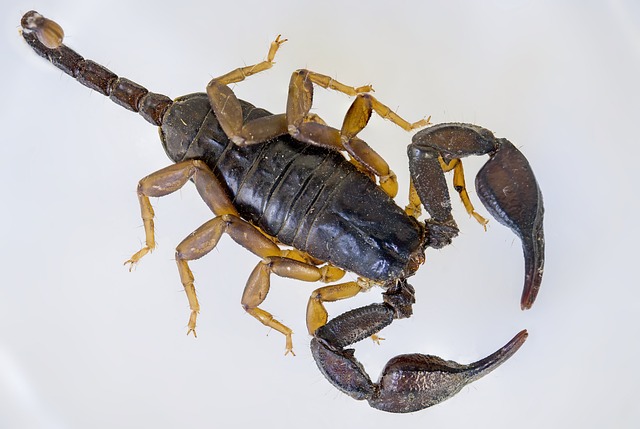 scorpion-640x480-31196806.jpeg