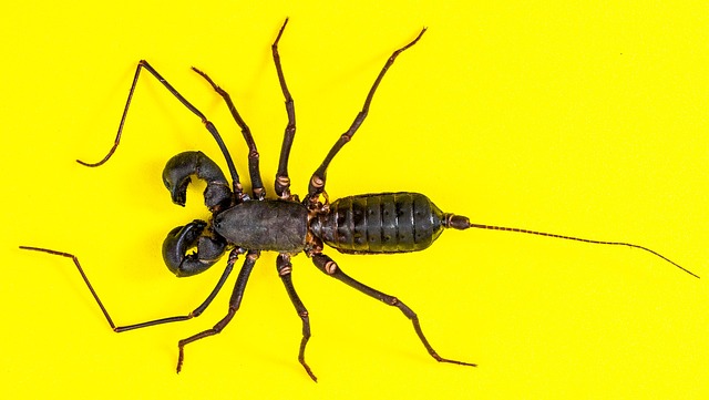 scorpion-640x480-78121984.jpeg