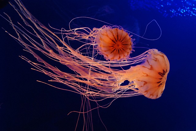 Low-Iron Glass: Revolutionizing Transparent Viewing with Acrylic vs. Glass Aquariums