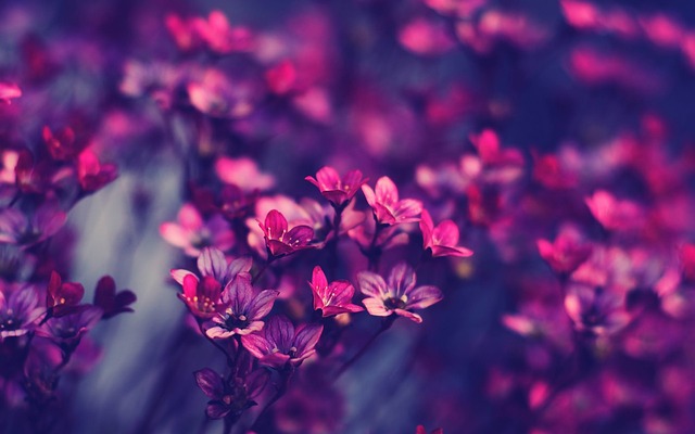 Summer Plant Care: Mastering Pruning for Shaped, Vibrant Gardens