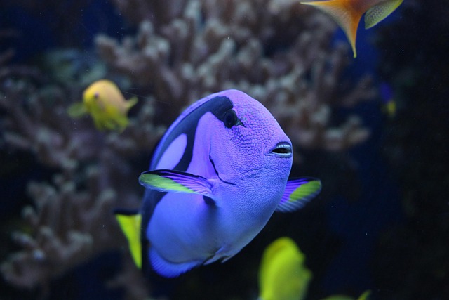 Modernize Your Space: Sleek Rimless Tanks & Custom Aquariums