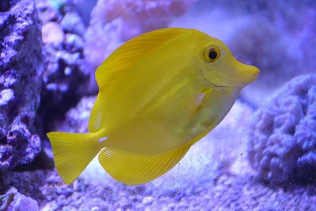 space-saving-fish-tanks-640x480-81579186.jpeg