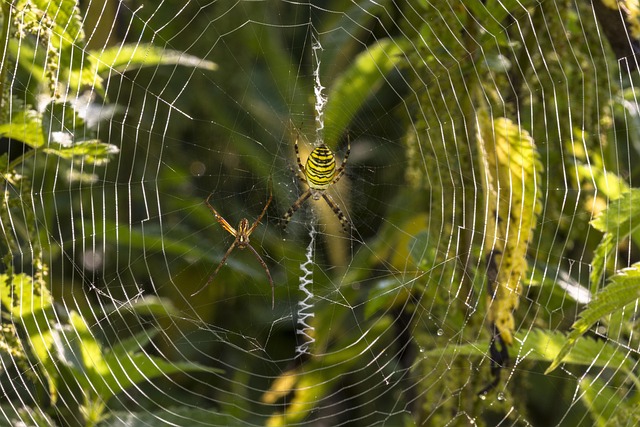 spider-640x480-19772957.jpeg