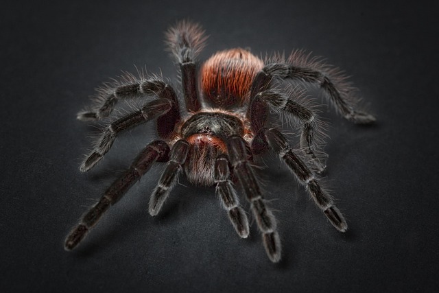 spider-640x480-40021754.jpeg