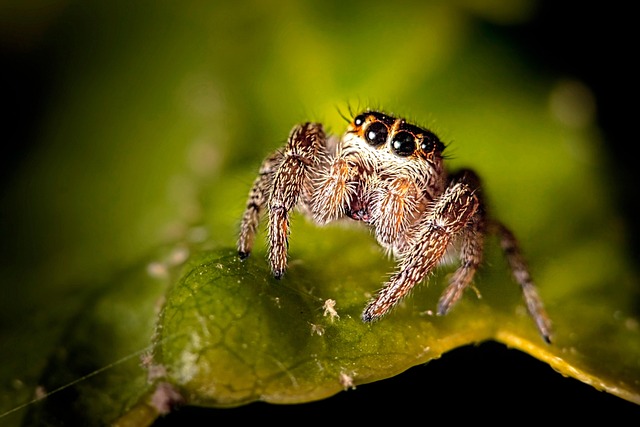 spider-640x480-47813055.jpeg