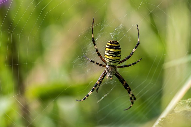 spider-640x480-48905015.jpeg