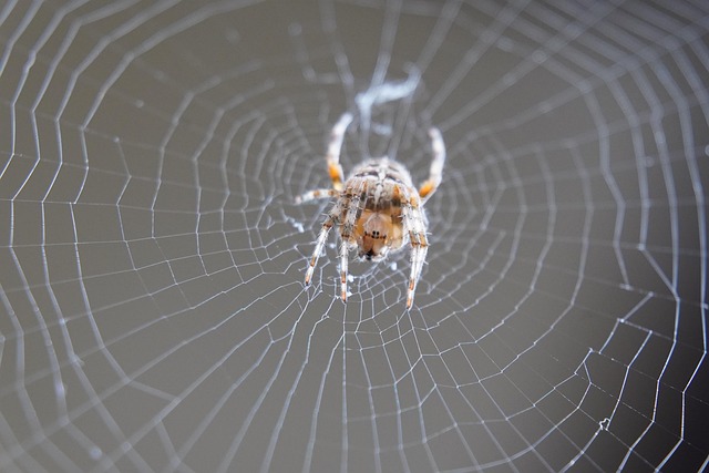 Professional Guide to Spider-Proofing Your Commercial Property