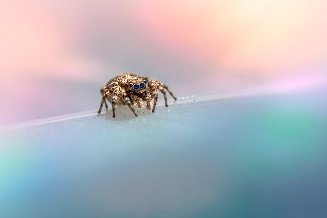 spider-640x480-55257573.jpeg