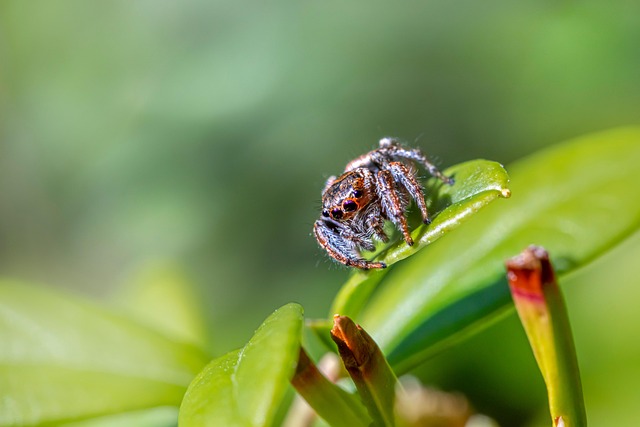 Licensed Specialists: Key to Effective, Lasting Spider Web Removal Solutions