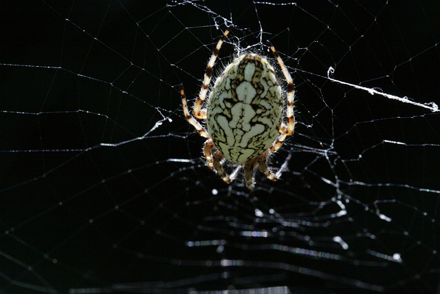 Mastering Residential Spider Web Cleaning: Safety, Techniques & Prevention
