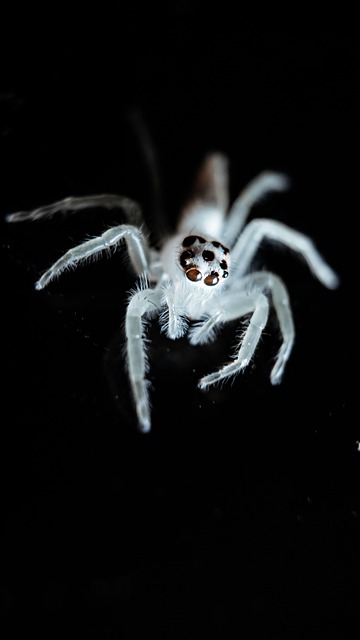 spider-640x480-93522464.jpeg