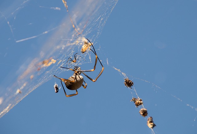 spider-web-640x480-35843044.jpeg