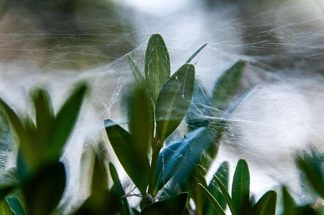 spider-web-640x480-3771385.jpeg