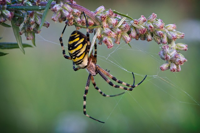 Unveiling Spider Activity: Comprehensive Inspections & Infestation Solutions