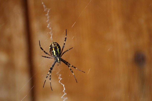 Eco-Friendly Spider Control: Safe Methods for Your Home & Garden