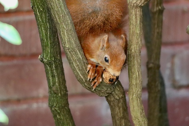 Protecting Bird Feeders & Spaces: Comprehensive Guide to Squirrel Control