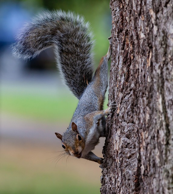 squirrels-640x480-2119366.jpeg